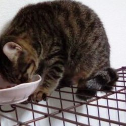 「ご飯食べてくれます」サムネイル3