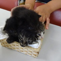 かわいい４匹の子猫の里親募集