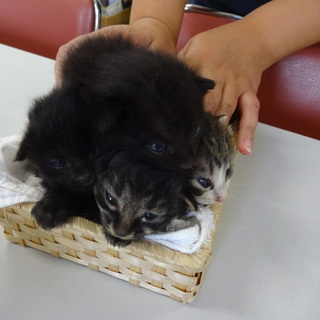 かわいい４匹の子猫の里親募集