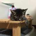 生後1か月　キジ猫鍵しっぽです！