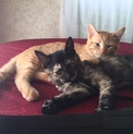 とてもかわいい仲良し兄妹子猫！！
