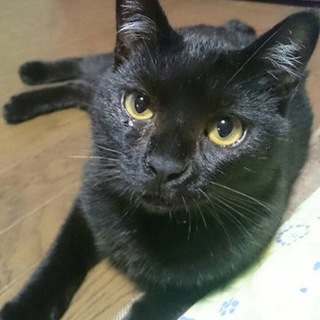 人が大好き！甘えん坊の黒猫くん