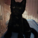 可愛い黒猫の女の子です!