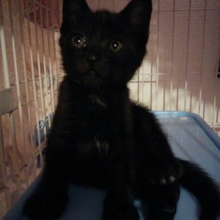 可愛い黒猫の女の子です!