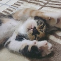 可愛い三毛猫ちゃん♪人懐っこいです！