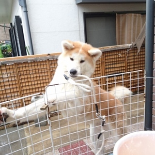 秋田犬生後8ヶ月弱のオス