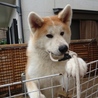 秋田犬生後8ヶ月弱のオス サムネイル2