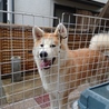 秋田犬生後8ヶ月弱のオス サムネイル3