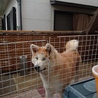 秋田犬生後8ヶ月弱のオス サムネイル4