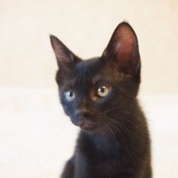 でら！ねこ！「こねこ！譲渡会」