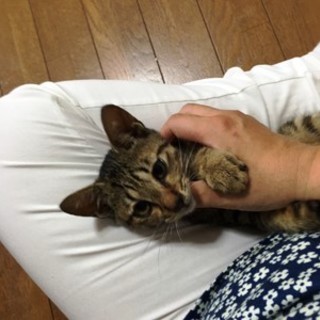 どらみちゃん　人懐っこい子ですd