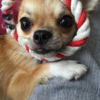 モモ