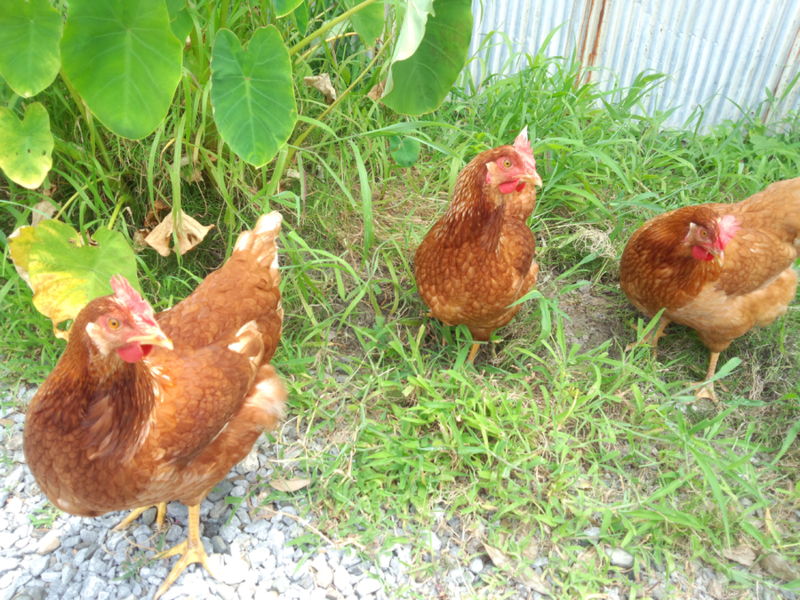 ニワトリ もみじ メス４ 岐阜県 鳥の里親募集 12 ペットのおうち 月間利用者150万人