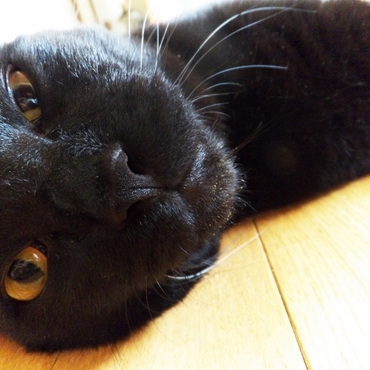 ダリンの写真