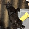 俺に触ると引っ掻くぜ