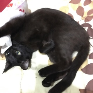至急お願いします