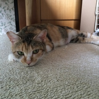 ５兄弟のママ(まみちゃん)