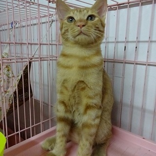 温厚な抱っこ猫茶トラ君