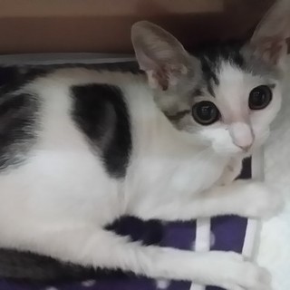 募集停止します　一緒にお布団で寝てくれます