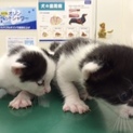 お願いします。とっても良い子です＾＾