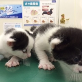 お願いします。とっても良い子です＾＾