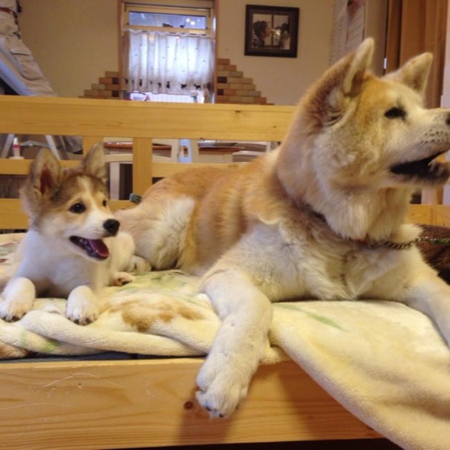 わんにゃんEnishi（縁）のカバー写真