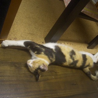 保護猫　三毛猫　みけ　ミケ　室内　OK　