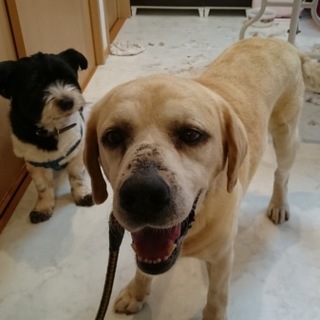 元気なラブラドールTOSAくん♂