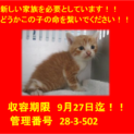 里親決定しました。