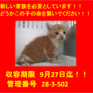 里親決定しました。