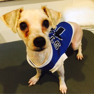 落ち着きのある可愛いシドニーくん♂