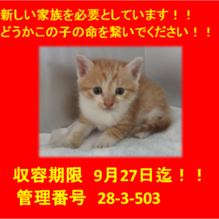 里親決定！！お迎えありがとうございました(^^♪