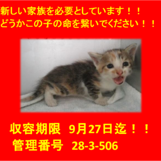 里親決定しました♪ありがとうございます(^-^)