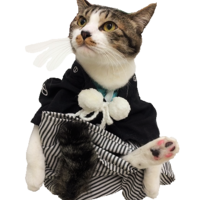 にぼし