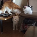 3歳の大人しいオス猫です。