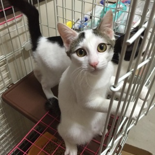 キジ白男の子☆ミント