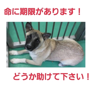 飼い主の持ち込み!命の期限延長なし…応募ゼロ