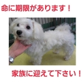 この子の命は期限付き!!どうか助けて下さい!