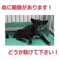 とっても素敵な家族の元へ!ありがとうございます!