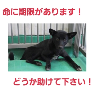 とっても素敵な家族の元へ!ありがとうございます!