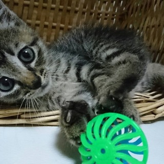 キジトラ女の子☆キラちゃん