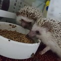 至急‼ハリネズミ里親様募集