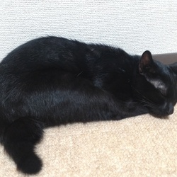 「瓜実条虫（うりざねじょうちゅう）に感染していた。」サムネイル1