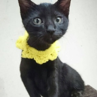 ありがとうございます。黒猫クローバー君