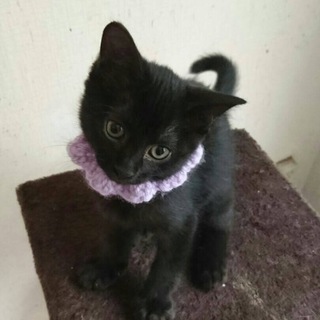 ありがとうございます黒猫れんげワクチン済み