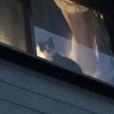 見ずらいのですが・・・私の帰宅を二階で待つ　朧☆　可愛い～～