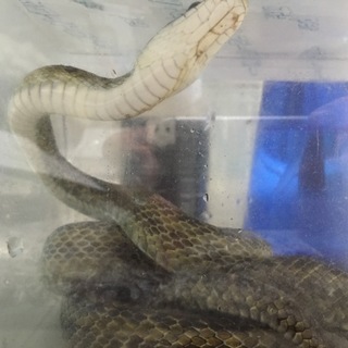 代理投稿 アオダイショウ2匹の里親募集