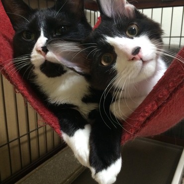 動物が首を傾げる姿に弱い私です(笑)