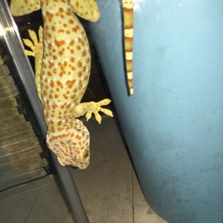 代理投稿 トッケイヤモリ 里親募集