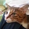 実家のチヨ ②